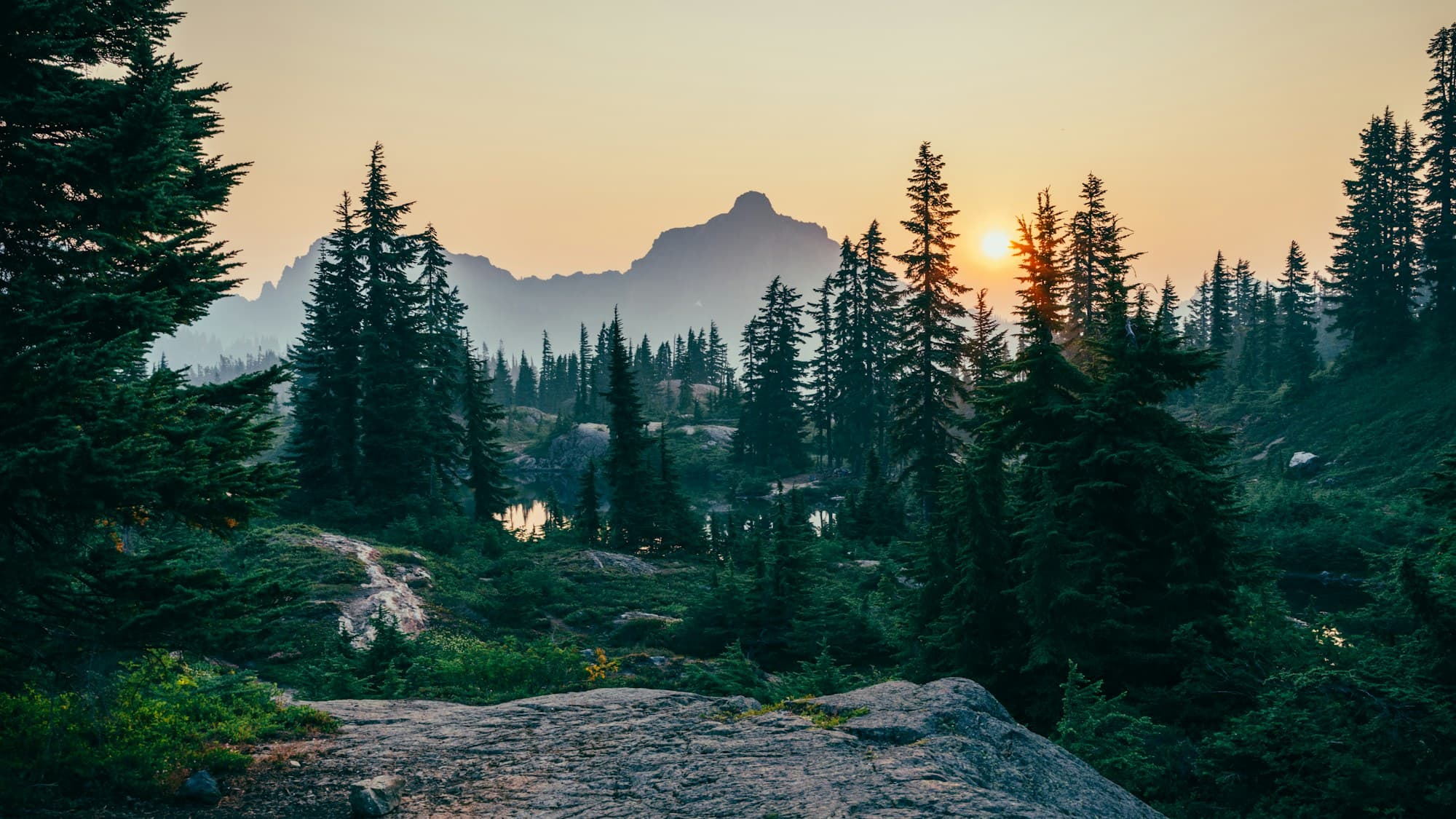 Ponderosa pine forest at sunset with smoky golden light near Lake Tahoe, Northern Nevada — Sierra wildfire terrain